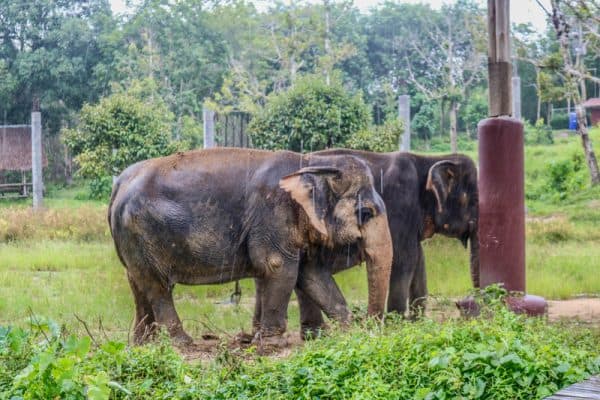 Best Phuket Elephant Sanctuary