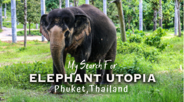Best Phuket Elephant Sanctuary