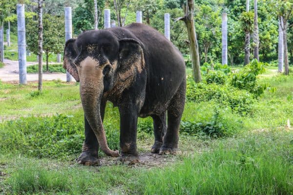 Best Phuket Elephant Sanctuary