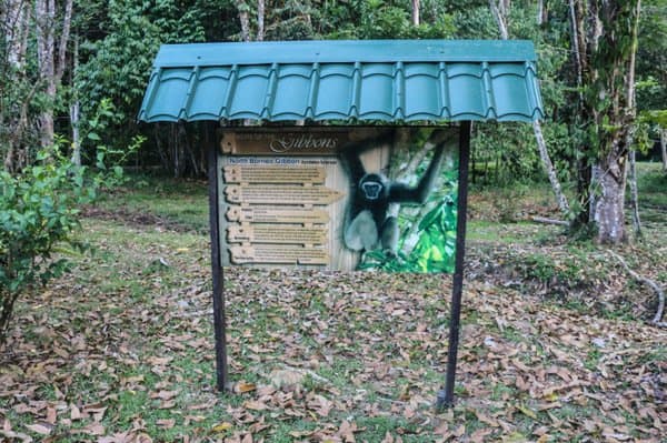 Best Jungle Resorts in Sabah, Malaysia