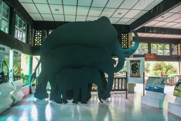 Should You Visit Kuala Gandah Elephant Sanctuary?