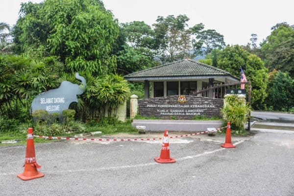 Should You Visit Kuala Gandah Elephant Sanctuary?