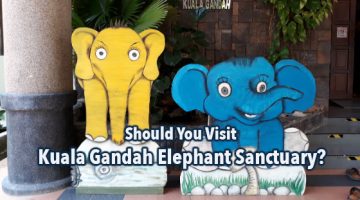 Should You Visit Kuala Gandah Elephant Sanctuary?