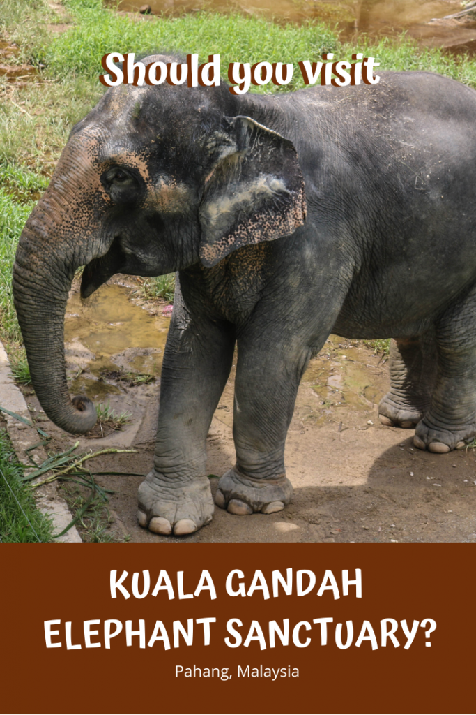 Should You Visit Kuala Gandah Elephant Sanctuary?