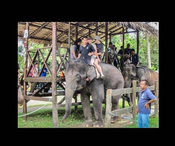 Should You Visit Kuala Gandah Elephant Sanctuary?