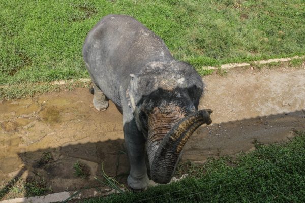 Should You Visit Kuala Gandah Elephant Sanctuary?