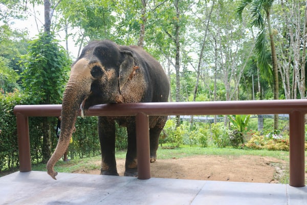 Cool Things To Do in Phuket