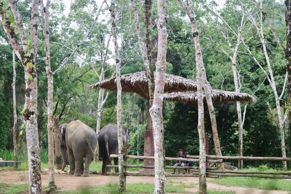 Cool Things To Do in Phuket