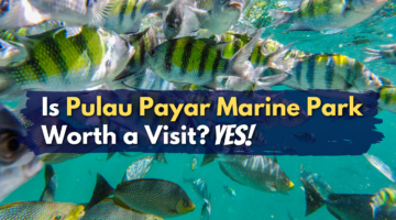 Is Pulau Payar Marine Park Worth a Visit? Yes!