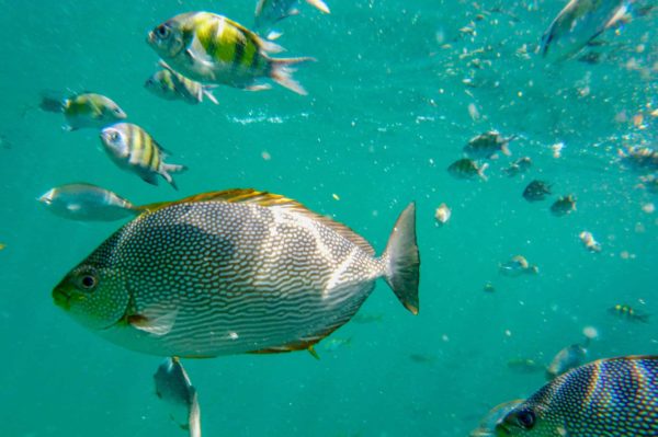 Pulau Payar Marine Park, Malaysia