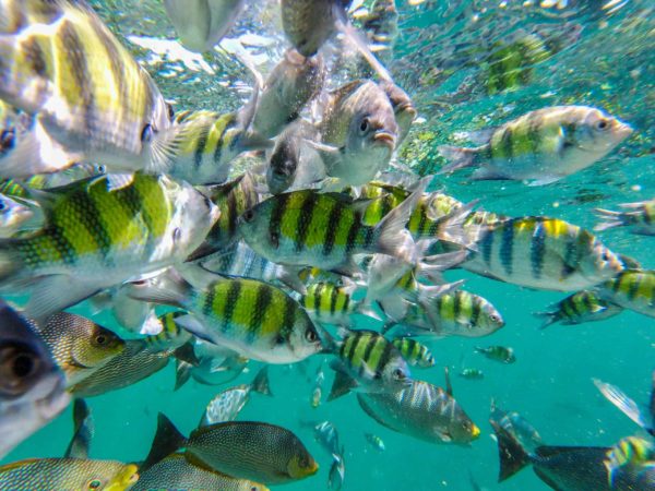 Pulau Payar Marine Park, Malaysia