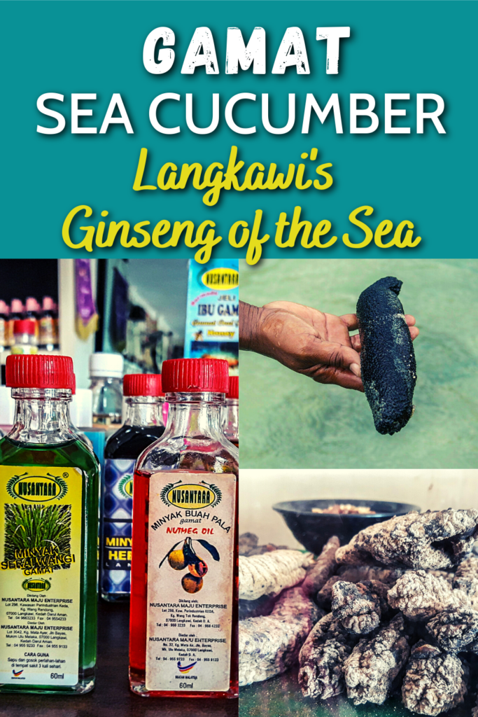 Gamat Sea Cucumber, Ginseng of the Sea