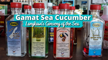 Gamat Sea Cucumber, Langkawi’s Ginseng of the Sea