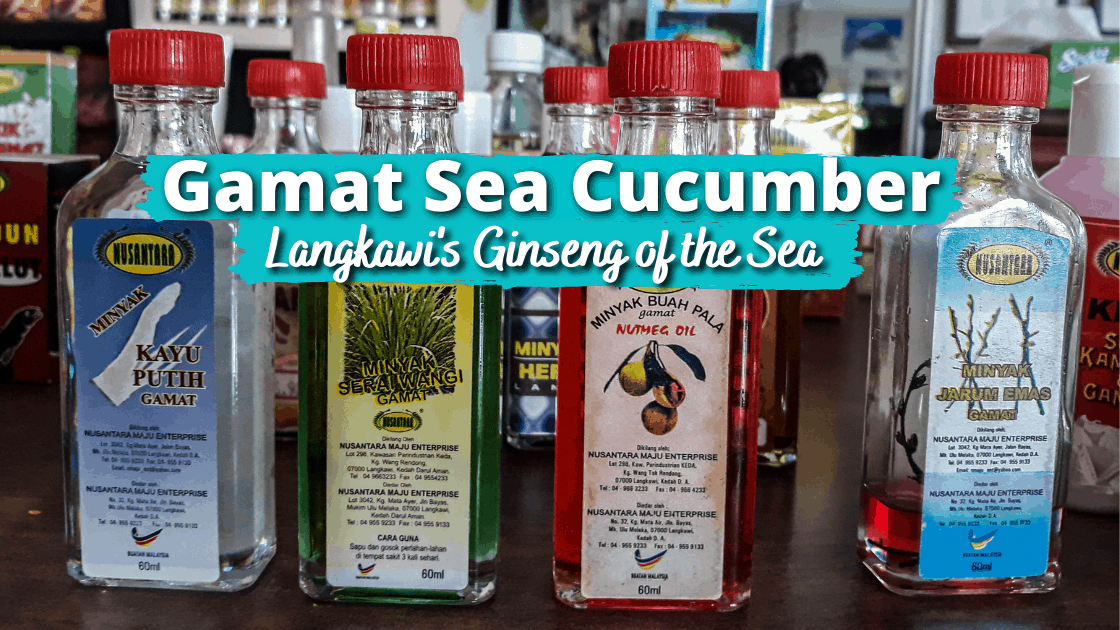 Gamat Sea Cucumber Langkawi S Ginseng Of The Sea