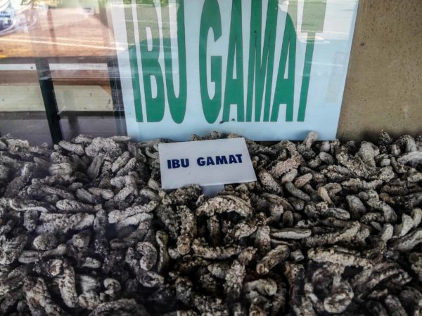 Gamat Sea Cucumber, Ginseng of the Sea