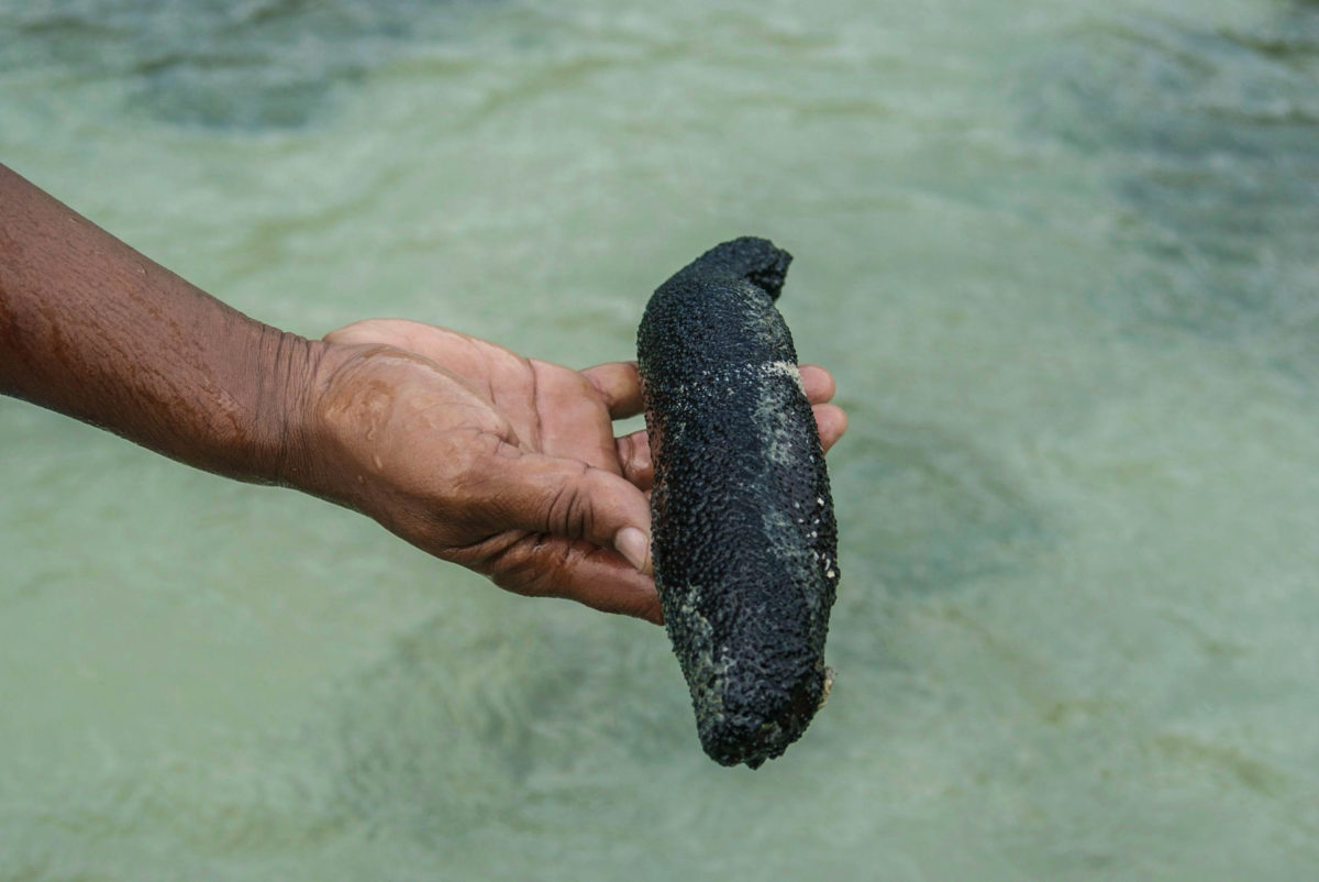 Gamat Sea Cucumber, Ginseng of the Sea
