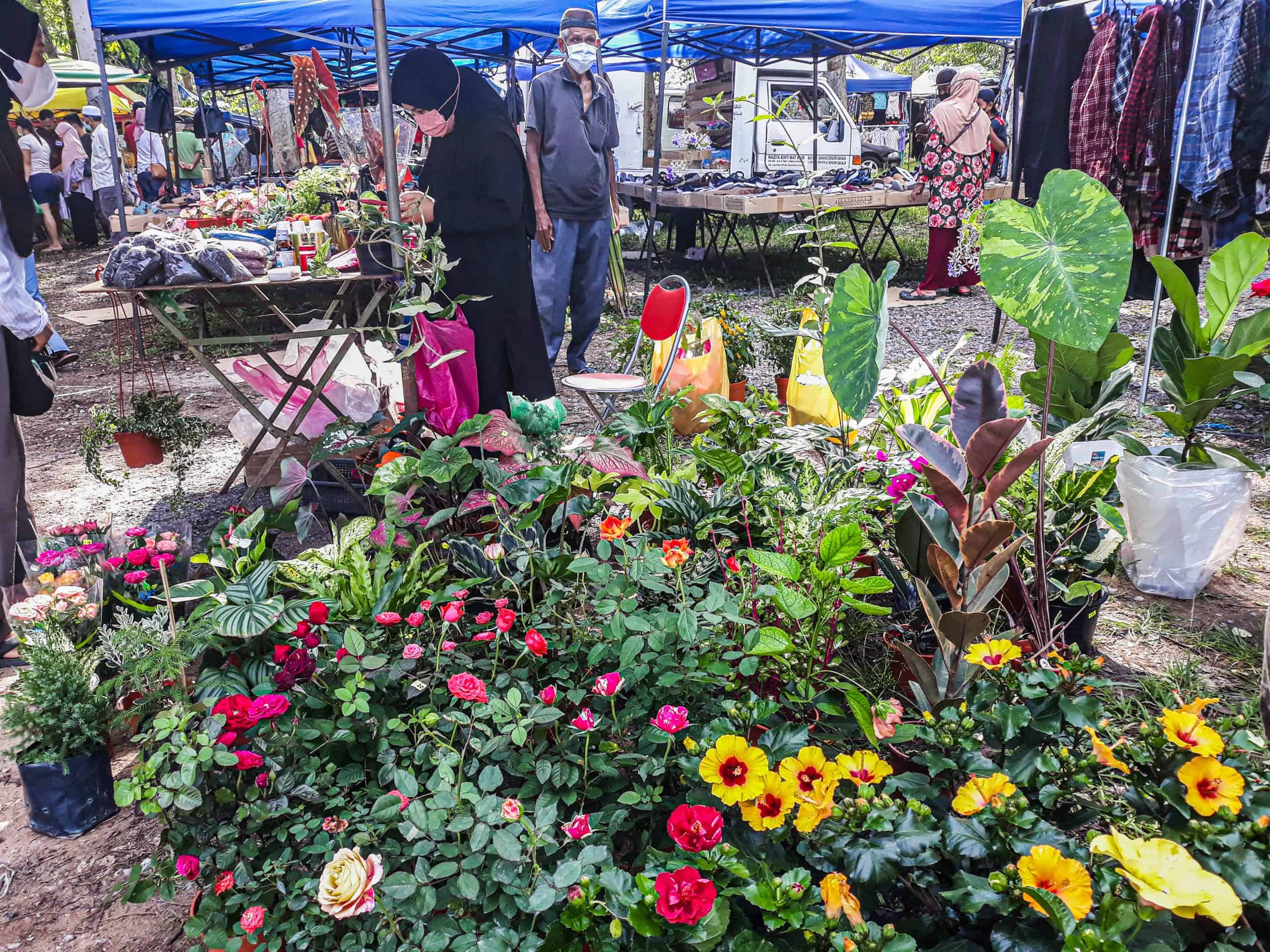 Nat Pokok Getah, King of Perlis Flea Markets