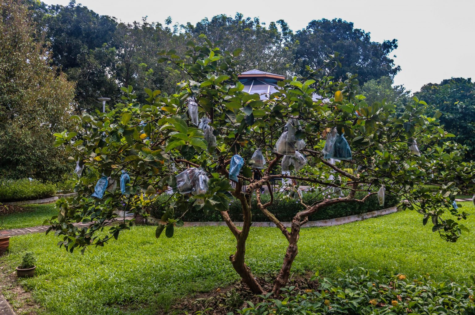 Selangor Fruit Valley Agro Adventure, Good OldFashioned Fun
