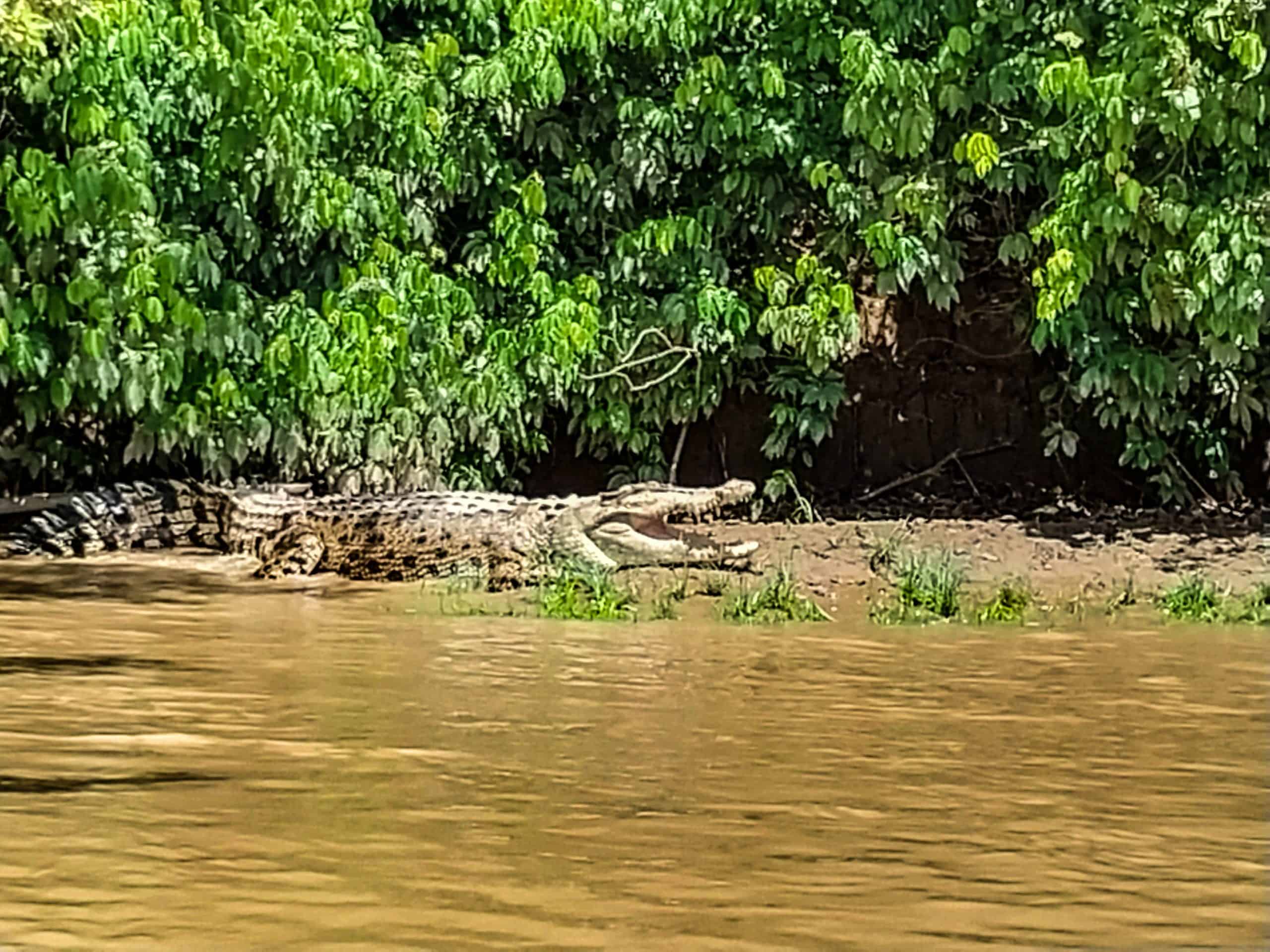 Unique Things to Do in Kinabatangan
