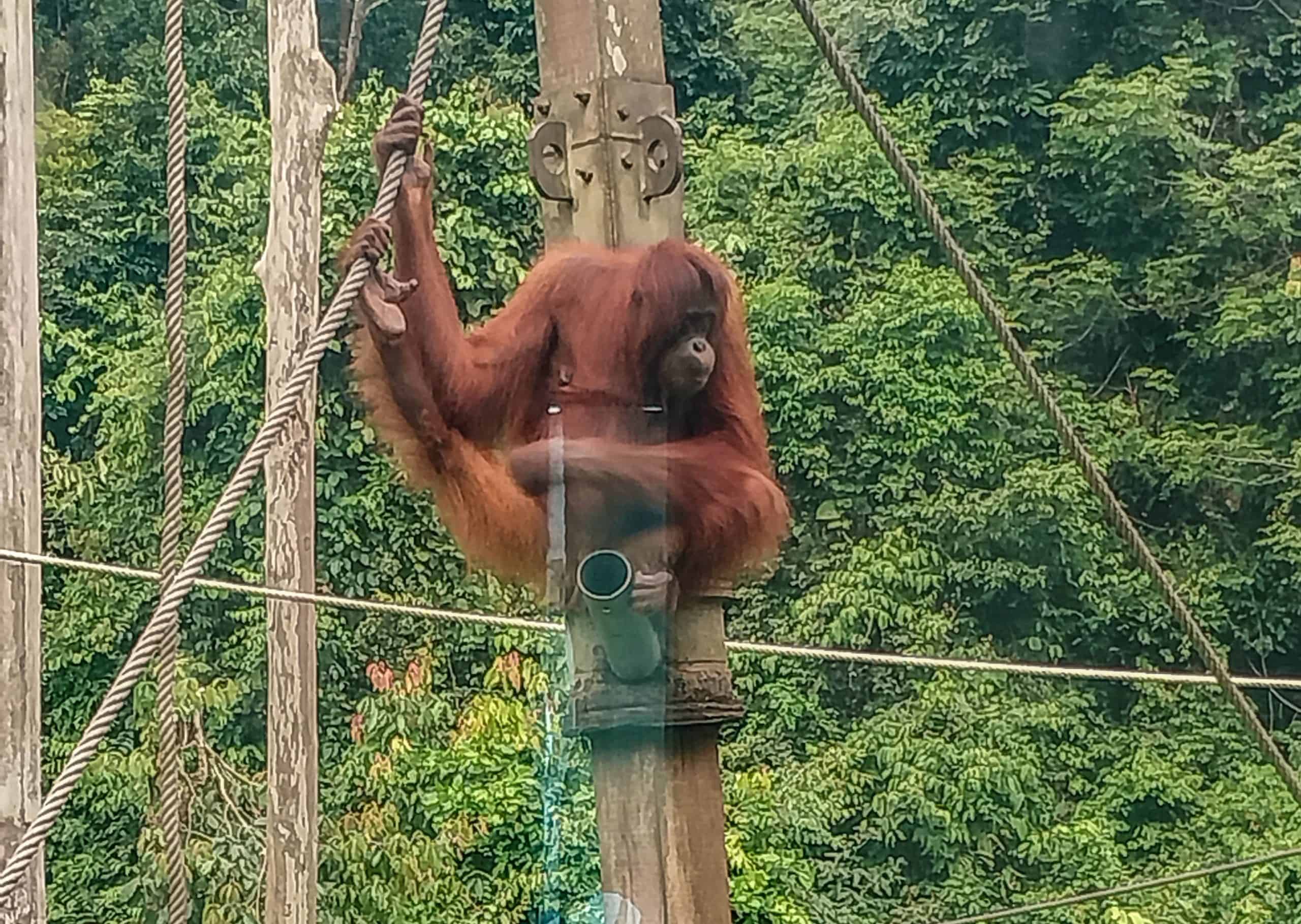 Sepilok Orang Utan Rehabilitation Centre