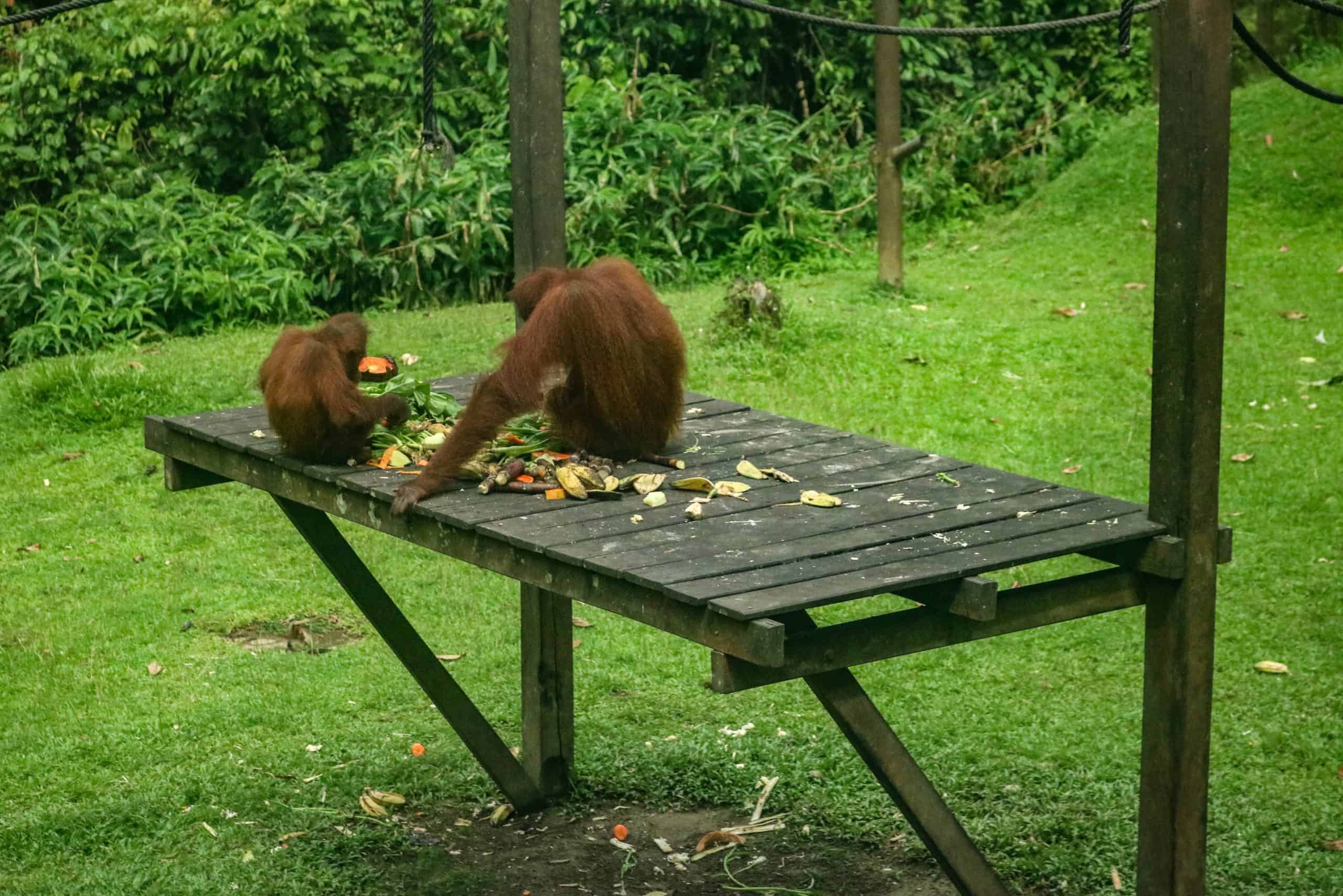 Sepilok Orang Utan Rehabilitation Centre