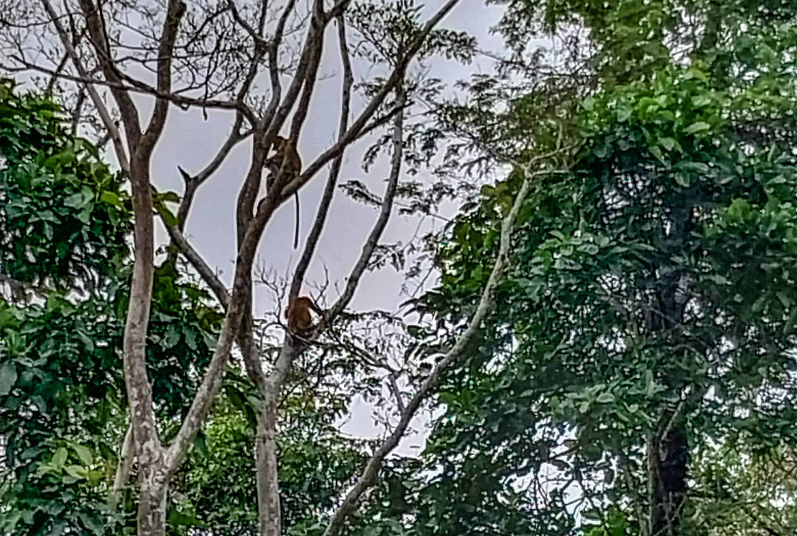 Unique Things to Do in Kinabatangan