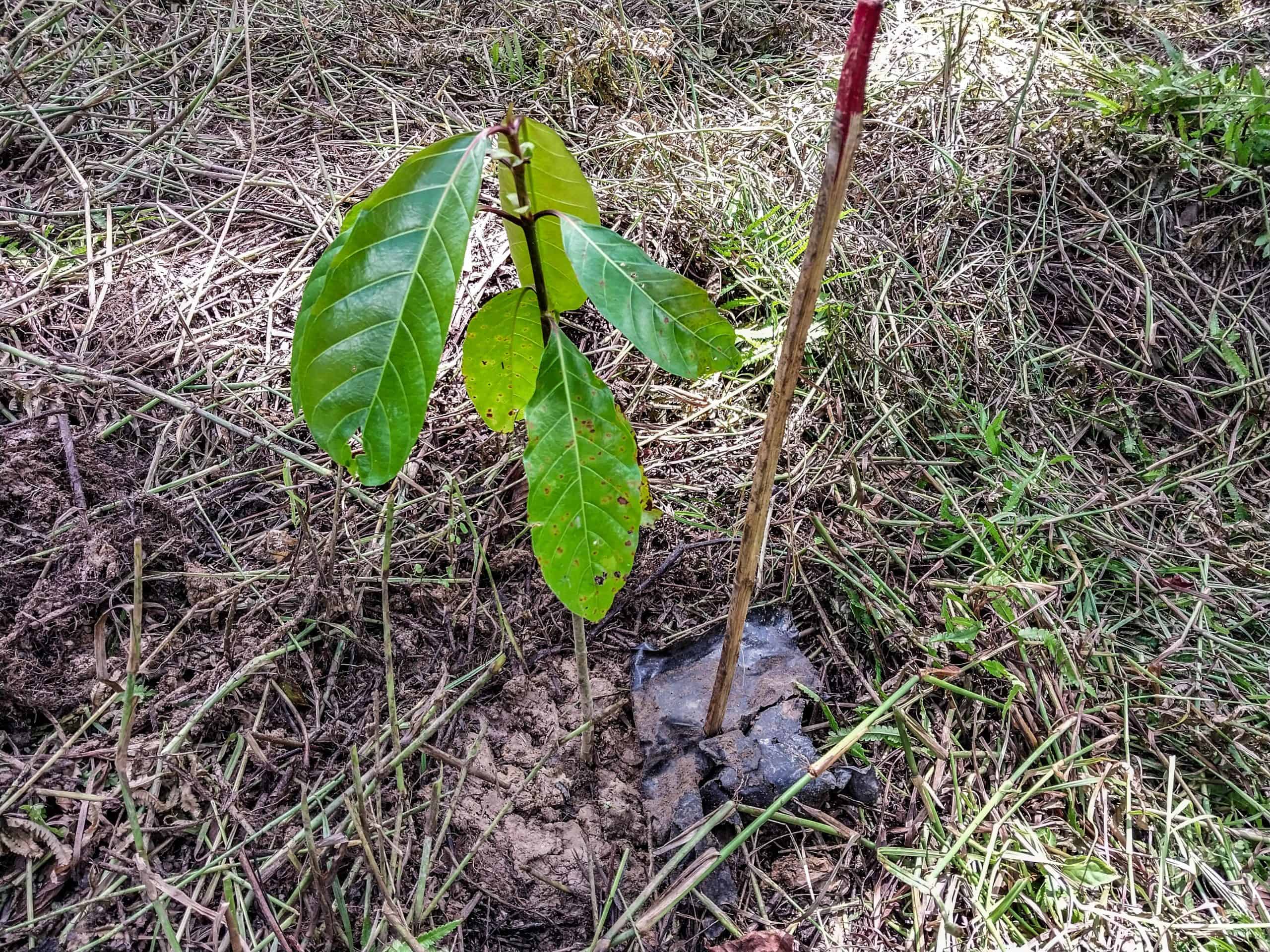 Unique Things to Do in Kinabatangan