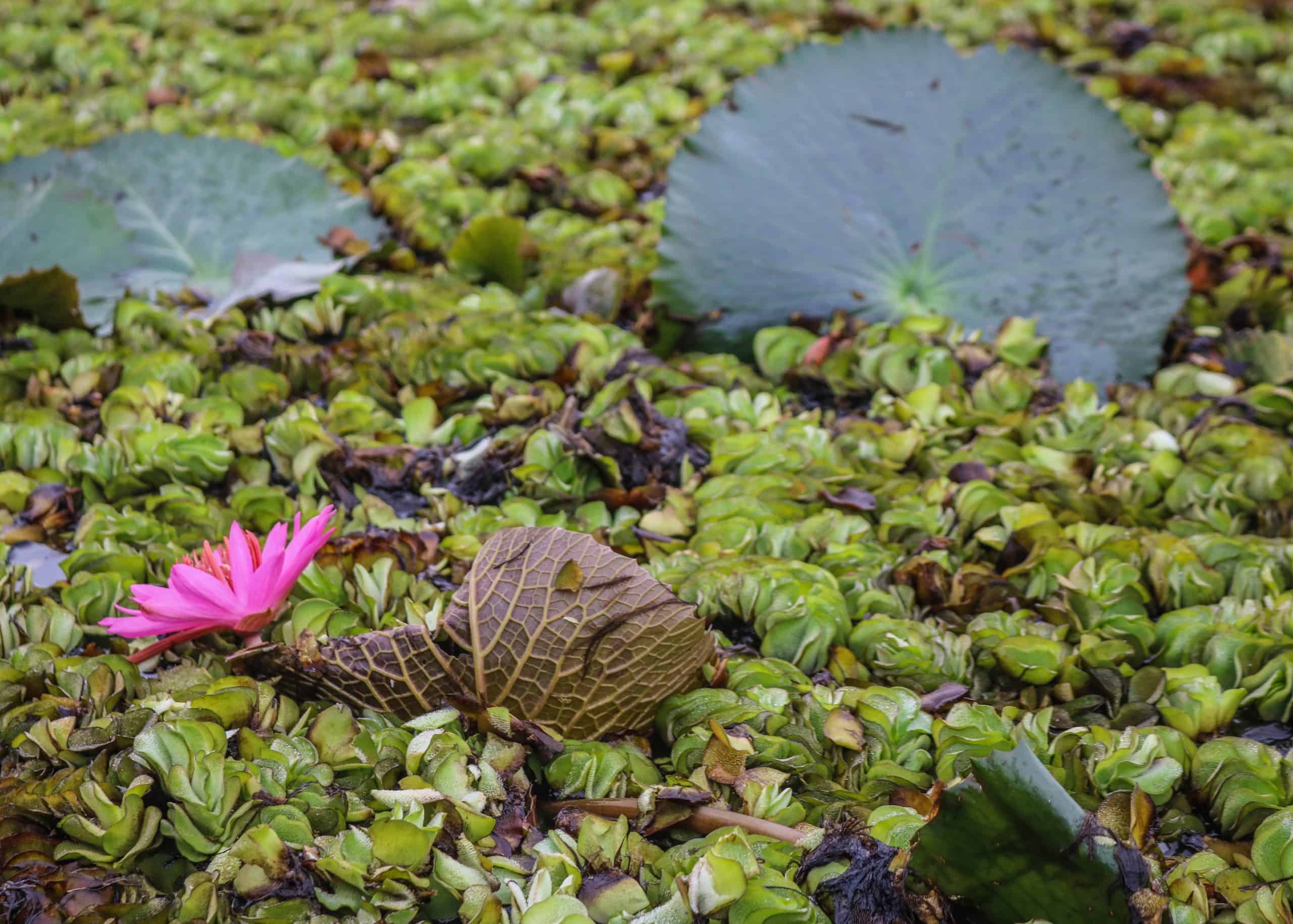 Sri Pakpra Boutique Resort Phatthalung, Thailand