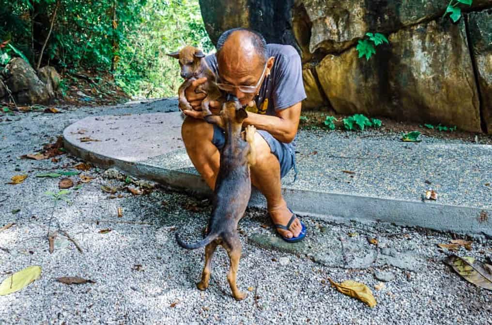 Langkawi Stray Dogs & Cats
