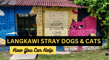 Langkawi Stray Dogs and Cats, How You Can Help