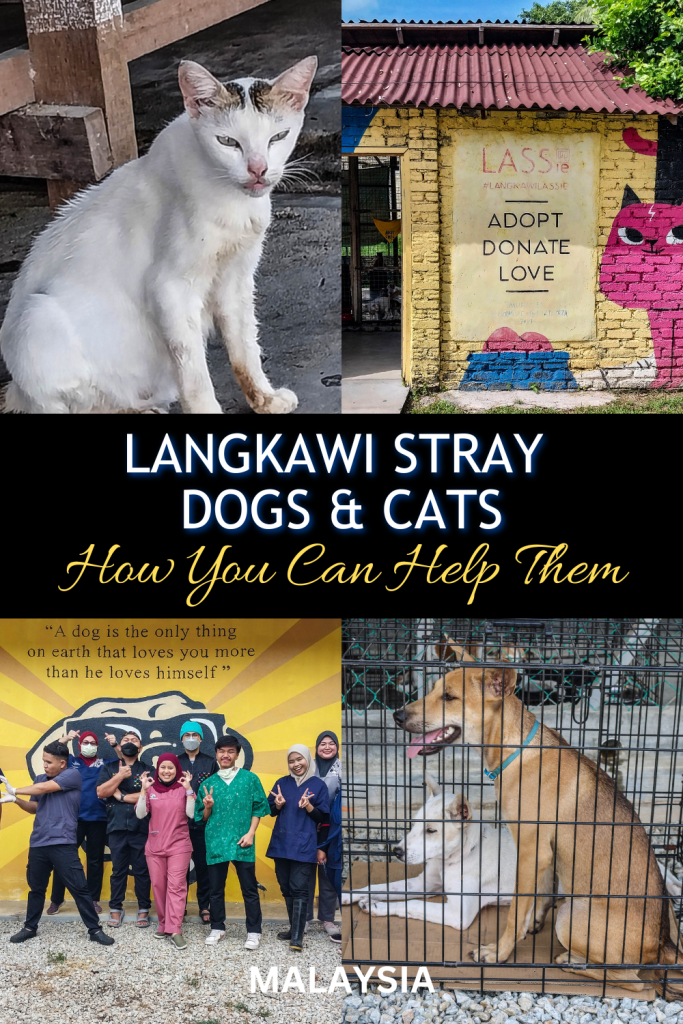 Langkawi Stray Dogs and Cats, How You Can Help
