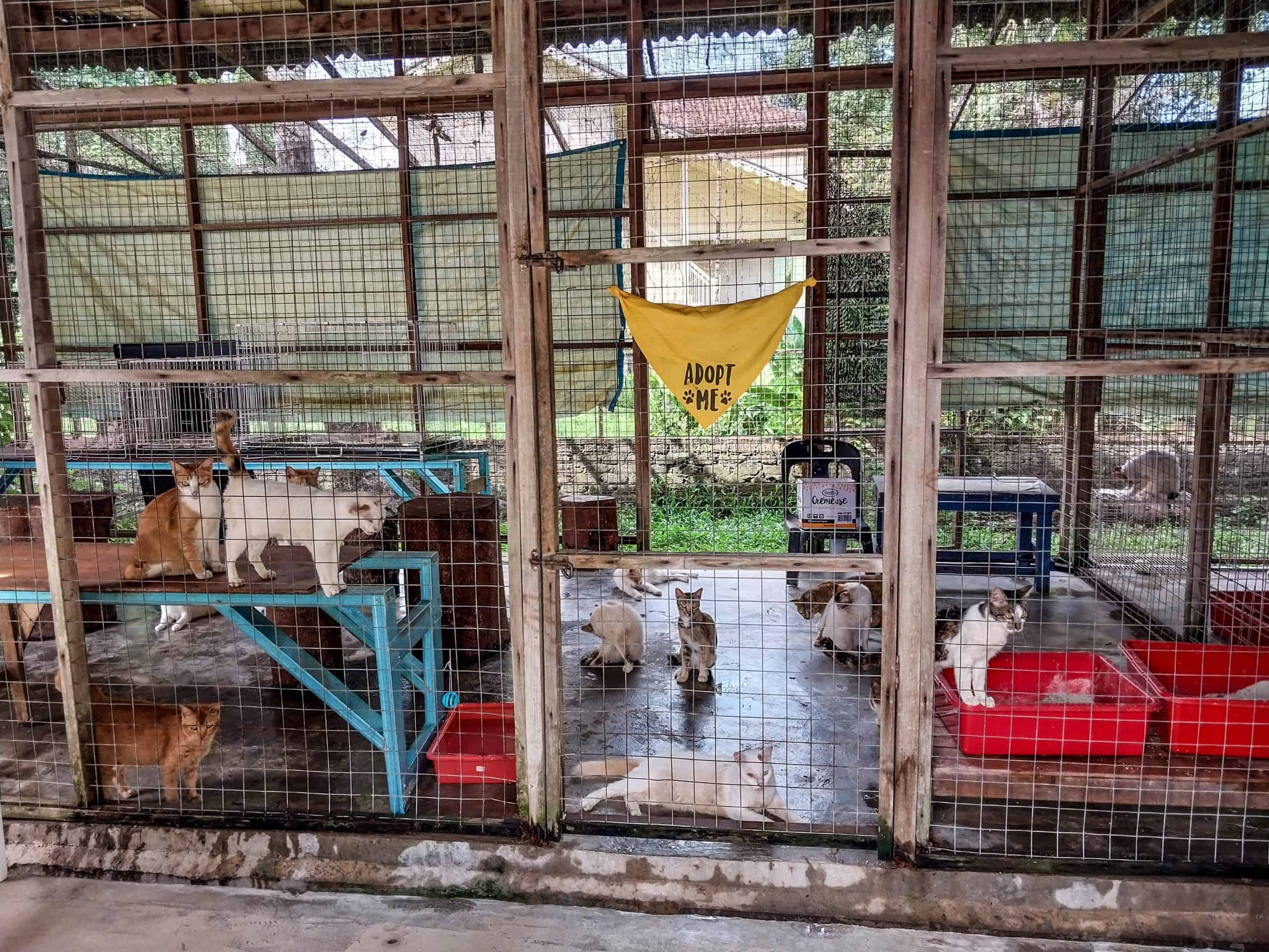 Langkawi Stray Dogs & Cats
