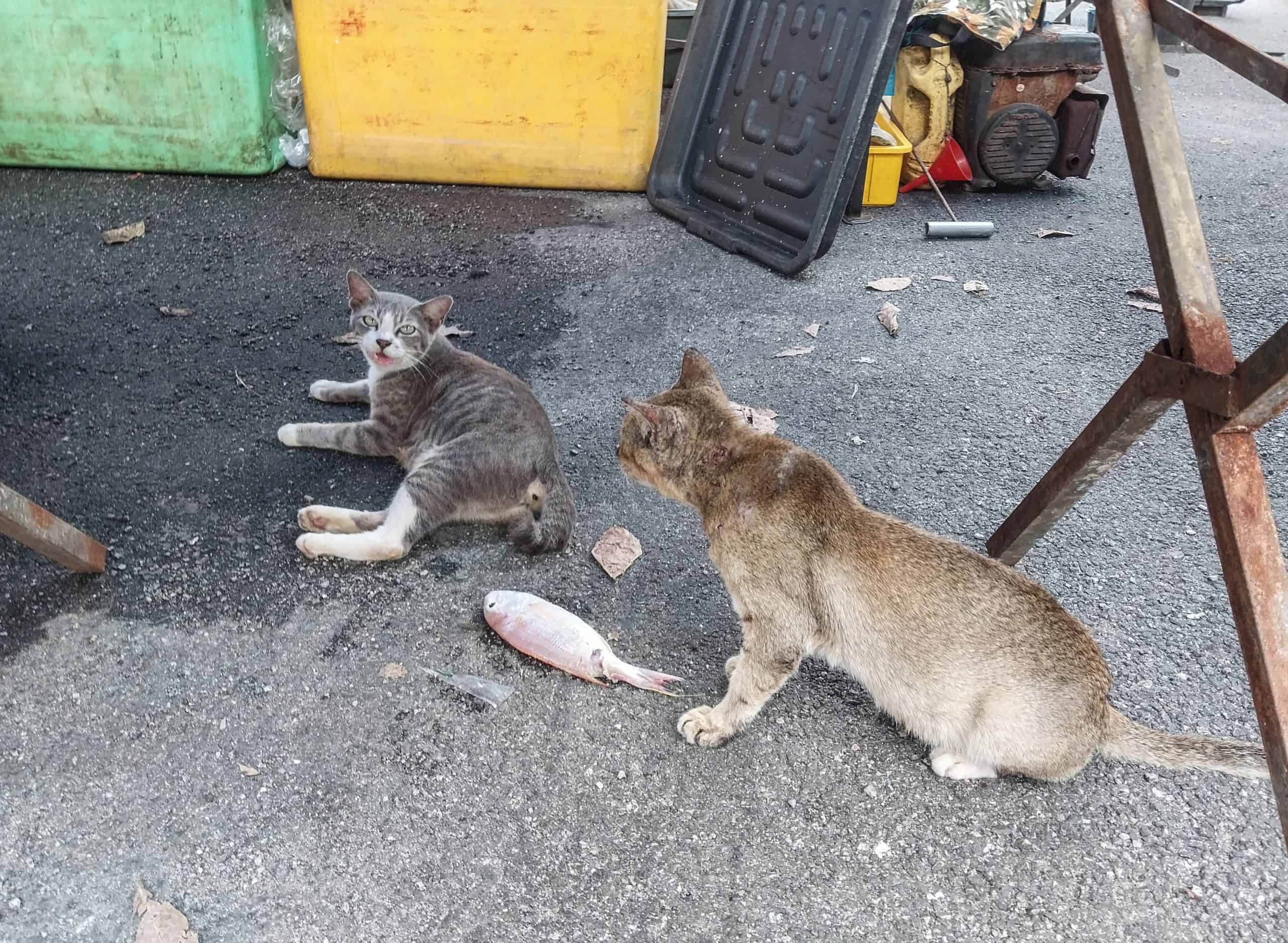 Langkawi Stray Dogs & Cats