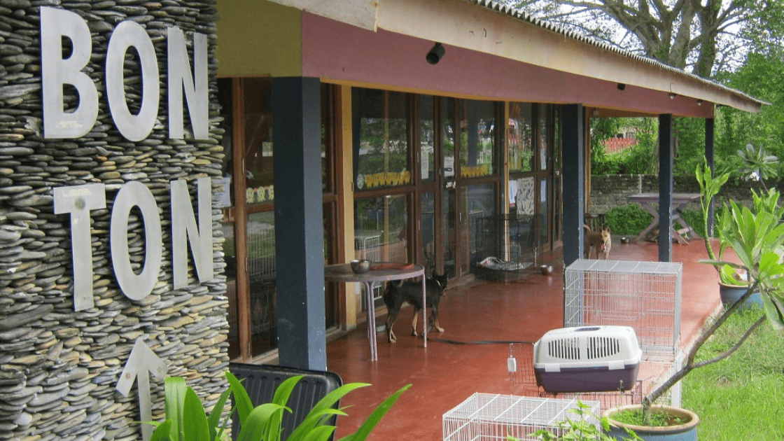 Langkawi Stray Dogs & Cats