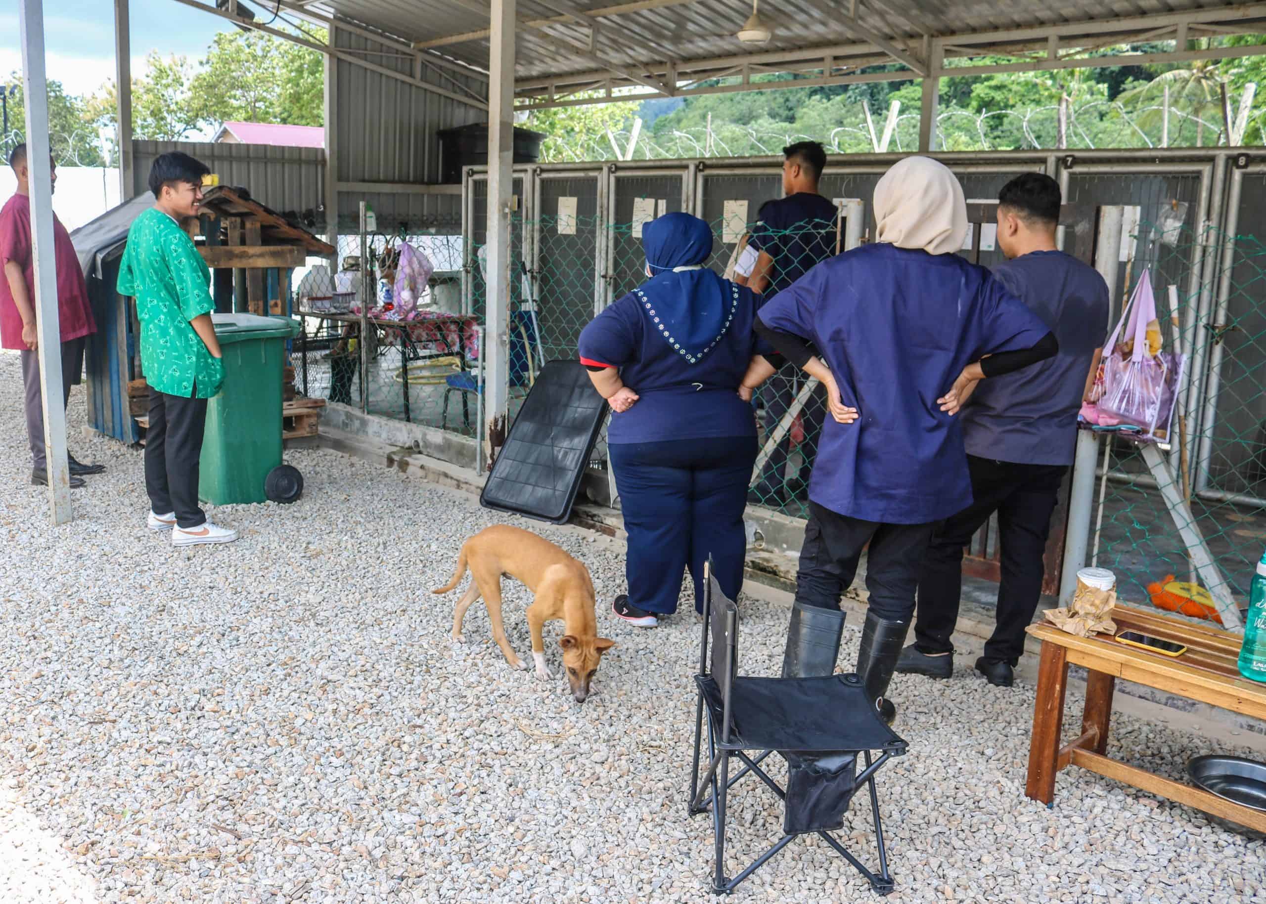 Langkawi Stray Dogs & Cats