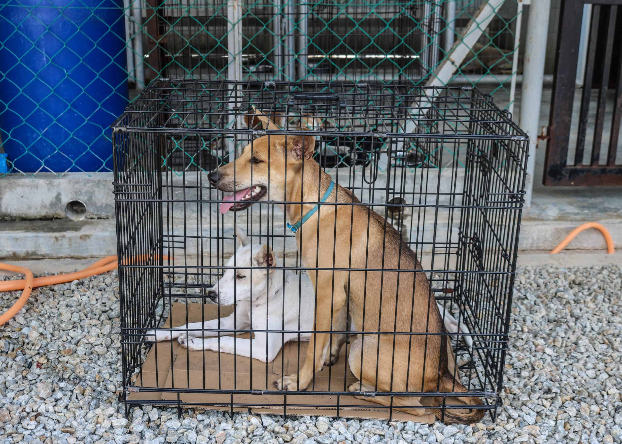 Langkawi Stray Dogs & Cats