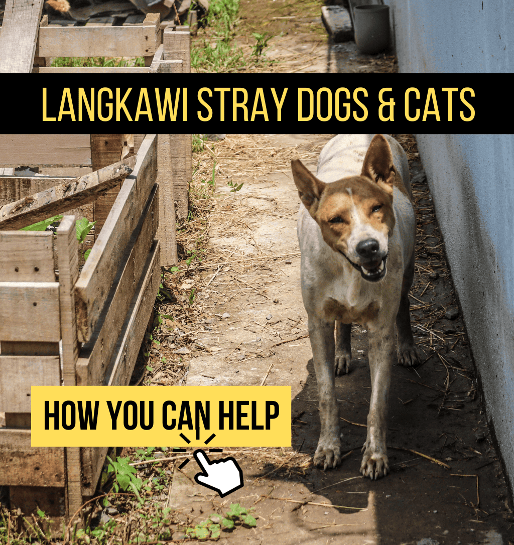 langkawi strays