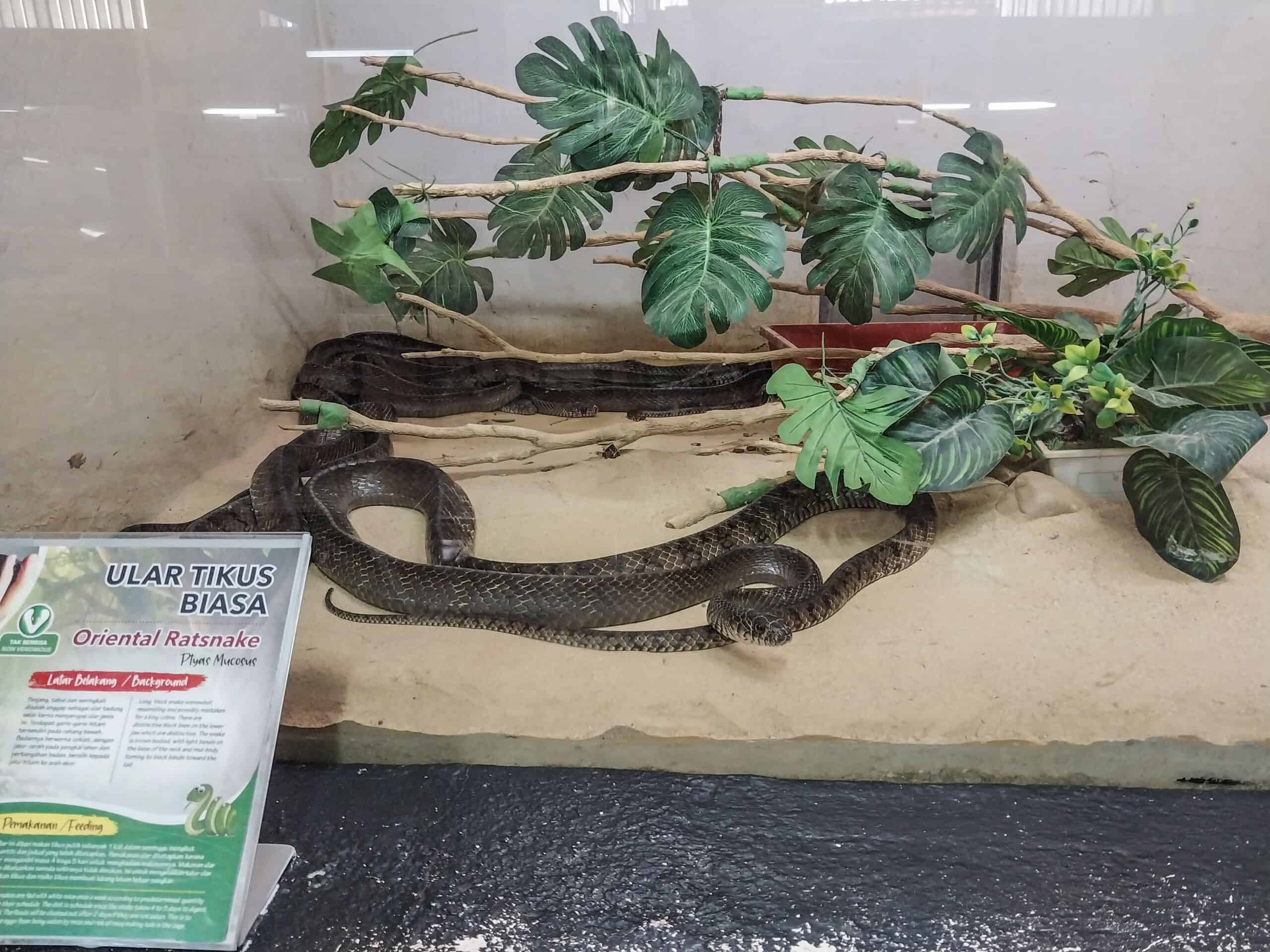 Perlis Snake and Reptile Farm