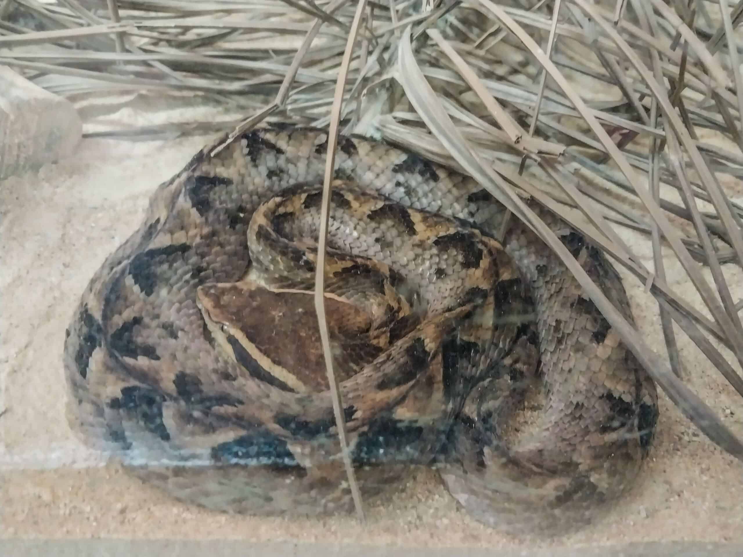 Perlis Snake and Reptile Farm