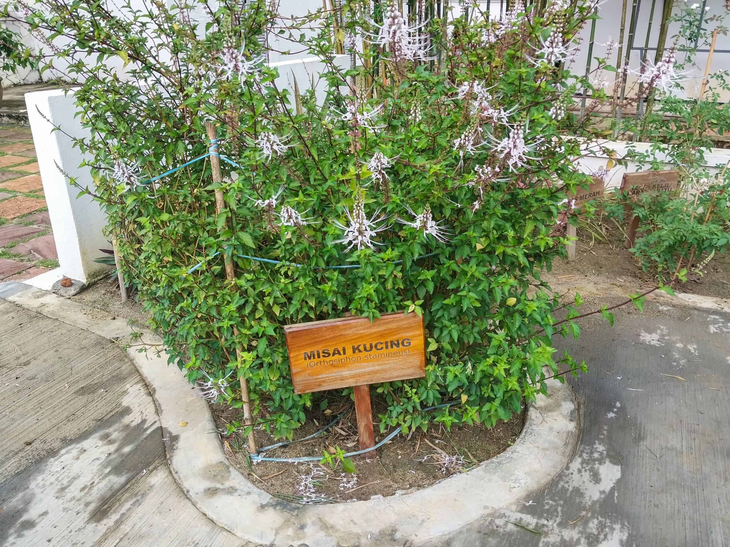 Muzium Laman Padi, Langkawi Rice Museum and Garden