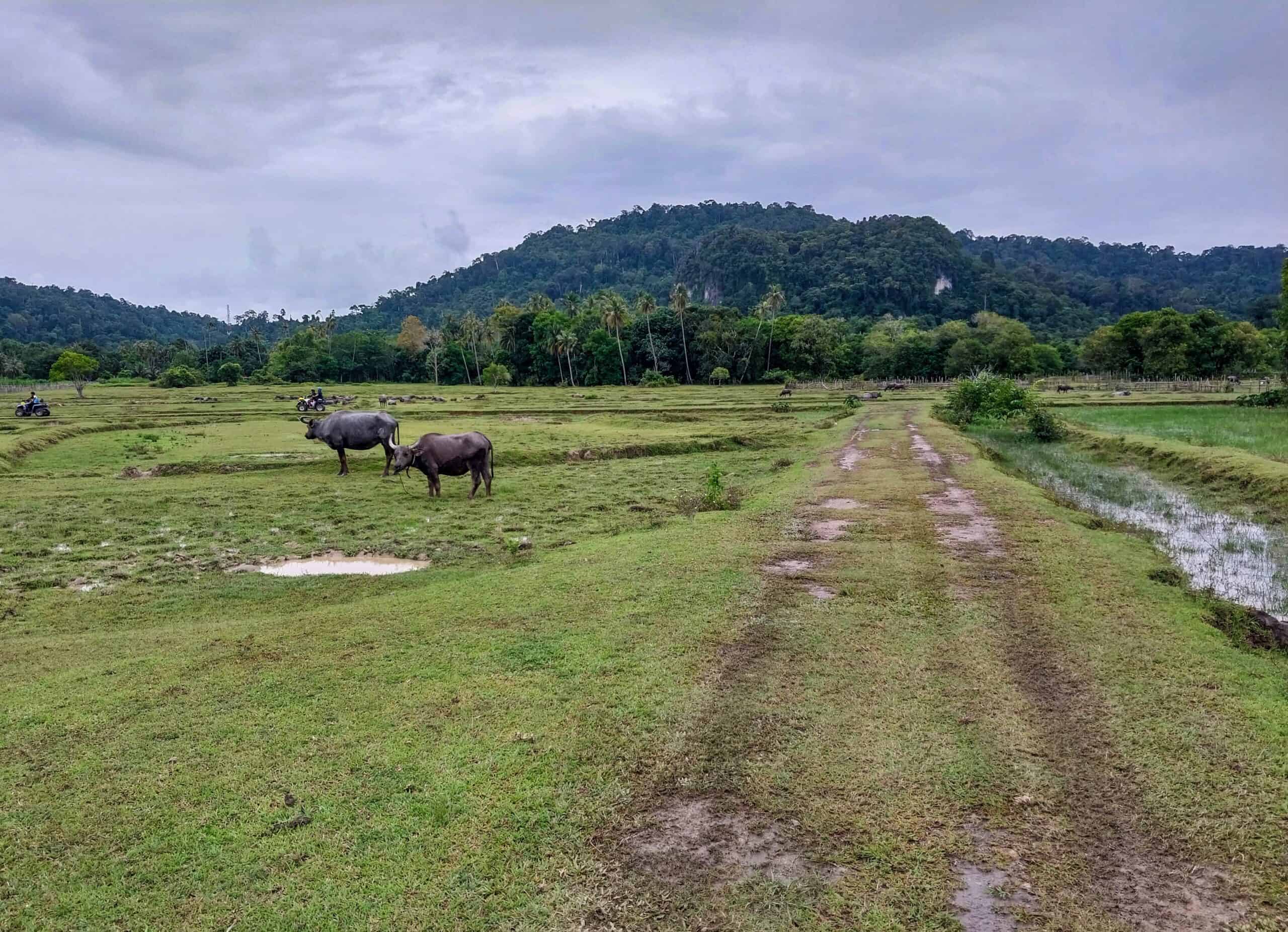 Bestuba Pulau Tuba Island Tours