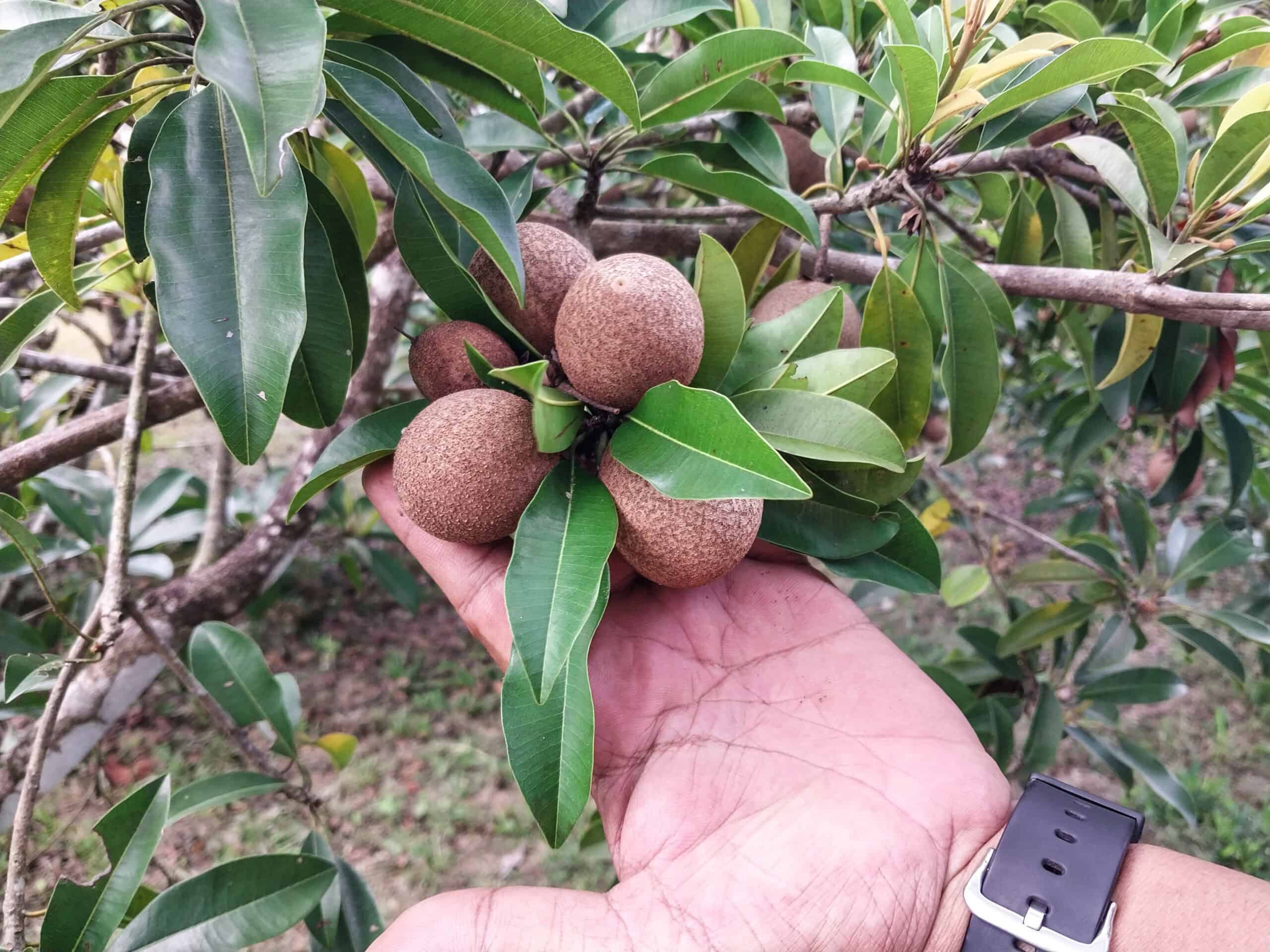 Mardi Agro Park, Langkawi’s Best Fruit Farm