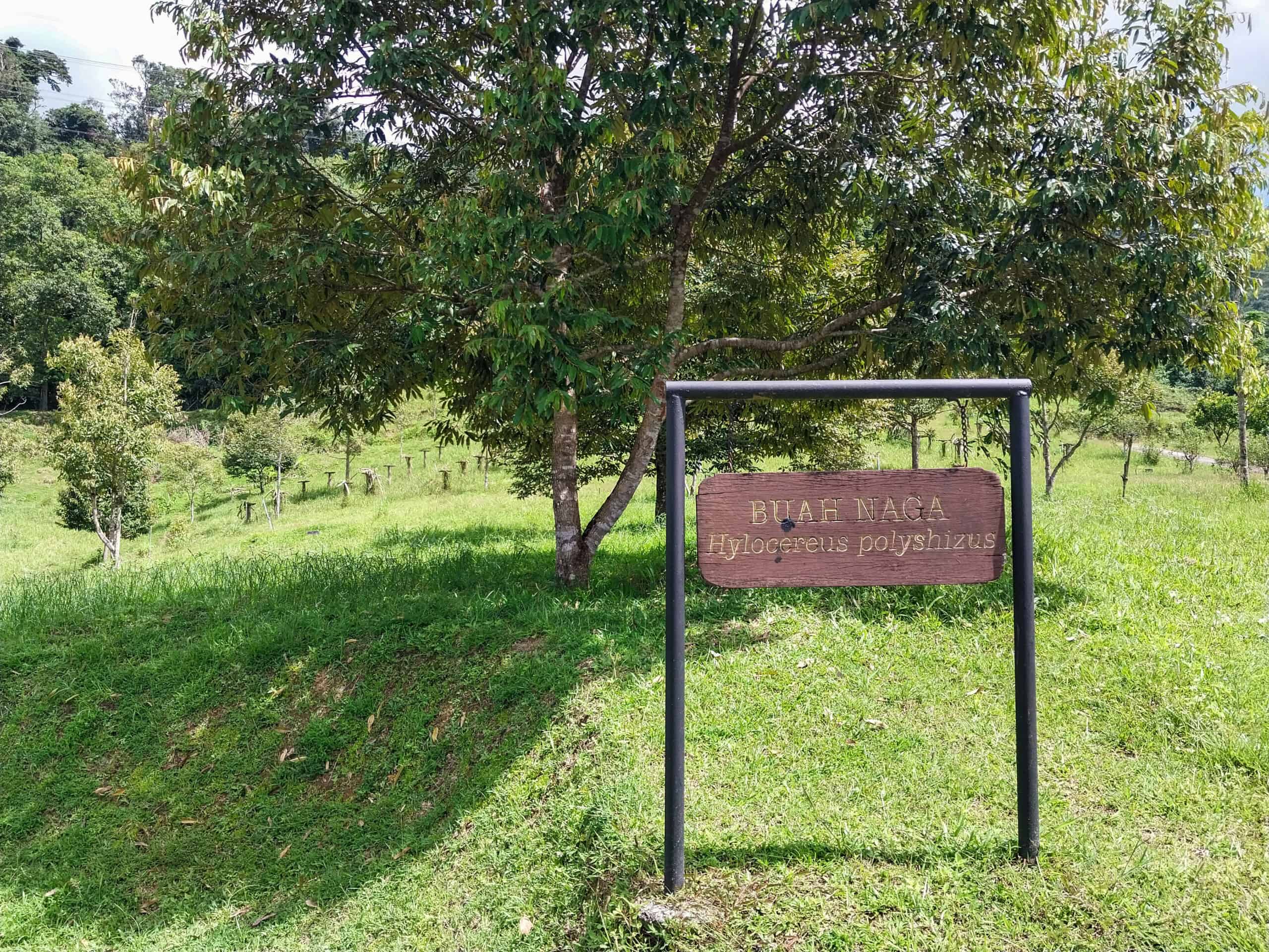 Mardi Agro Park, Langkawi’s Best Fruit Farm