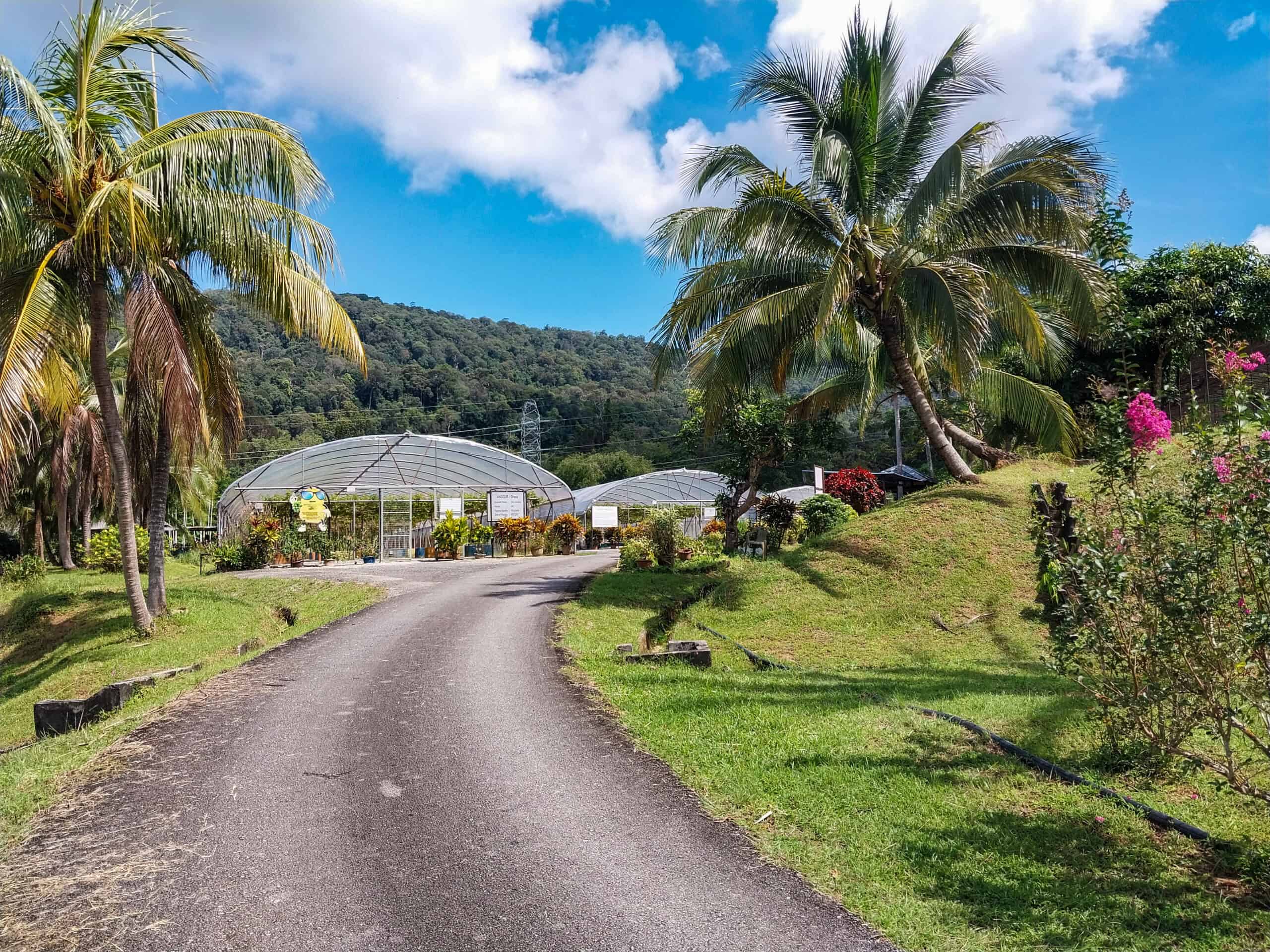 Mardi Agro Park, Langkawi’s Best Fruit Farm