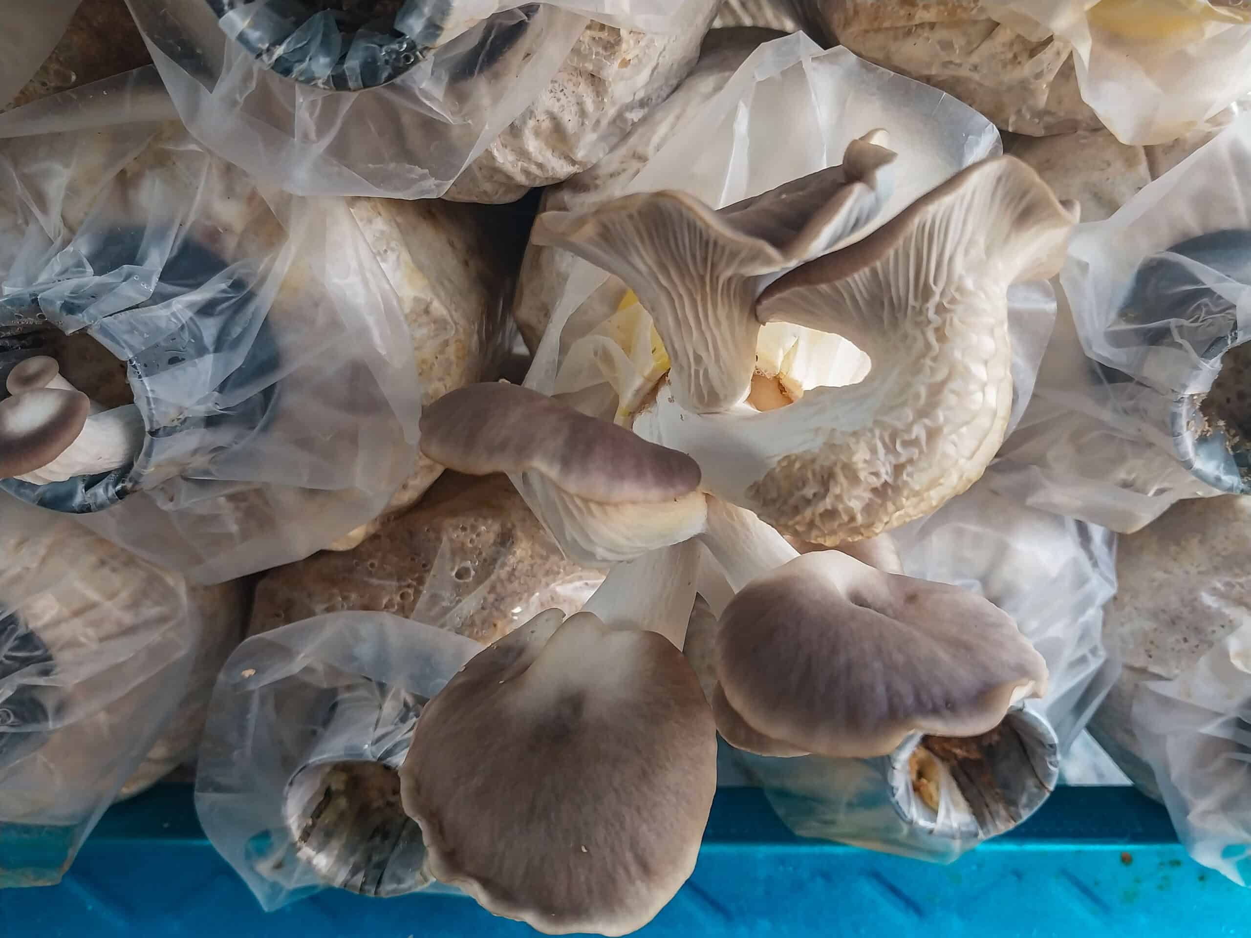 Baling, Kedah: First Time Visitors Mini Guide