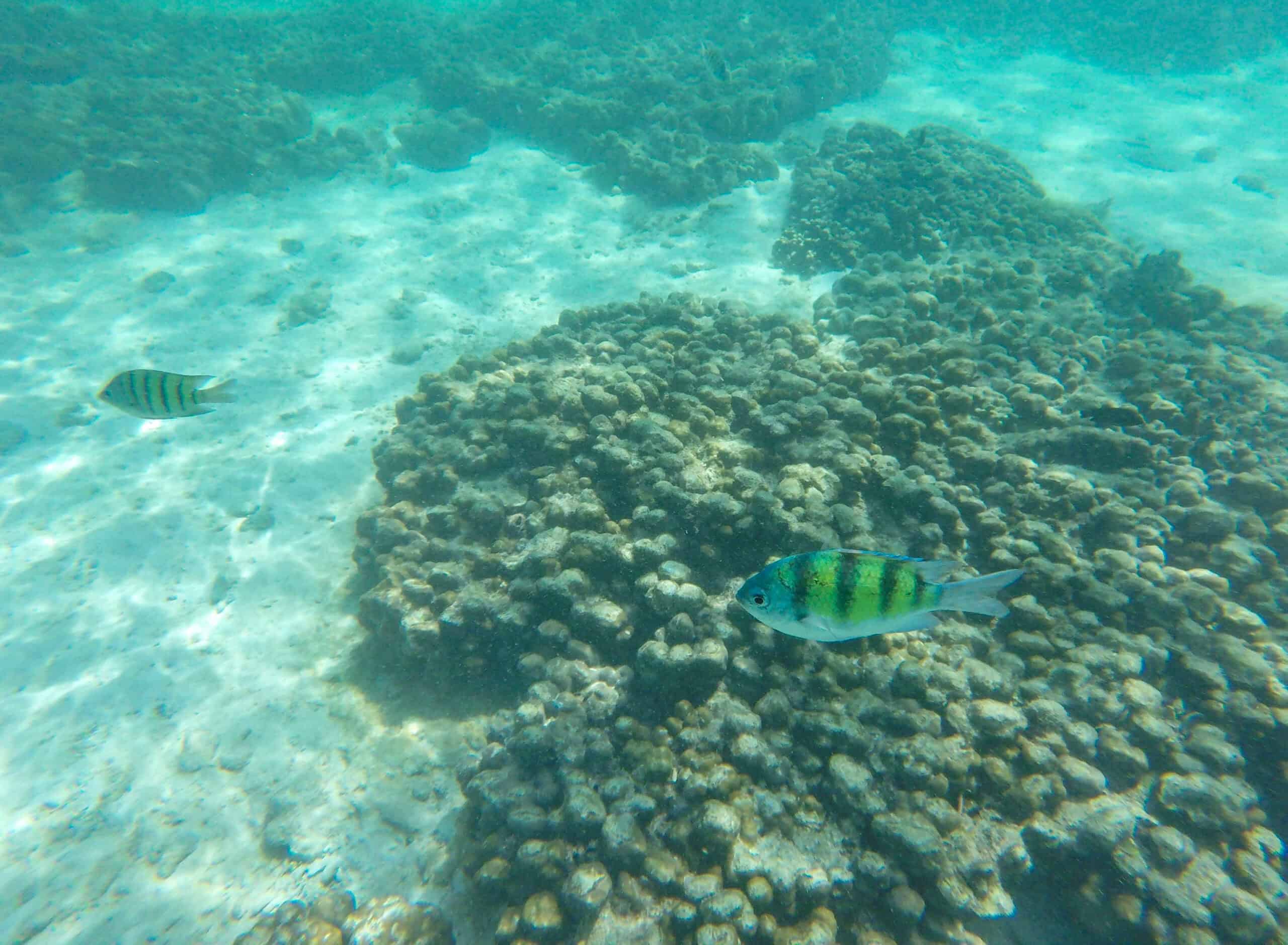 Best Langkawi Snorkeling is at Pulau Payar Marine Park
