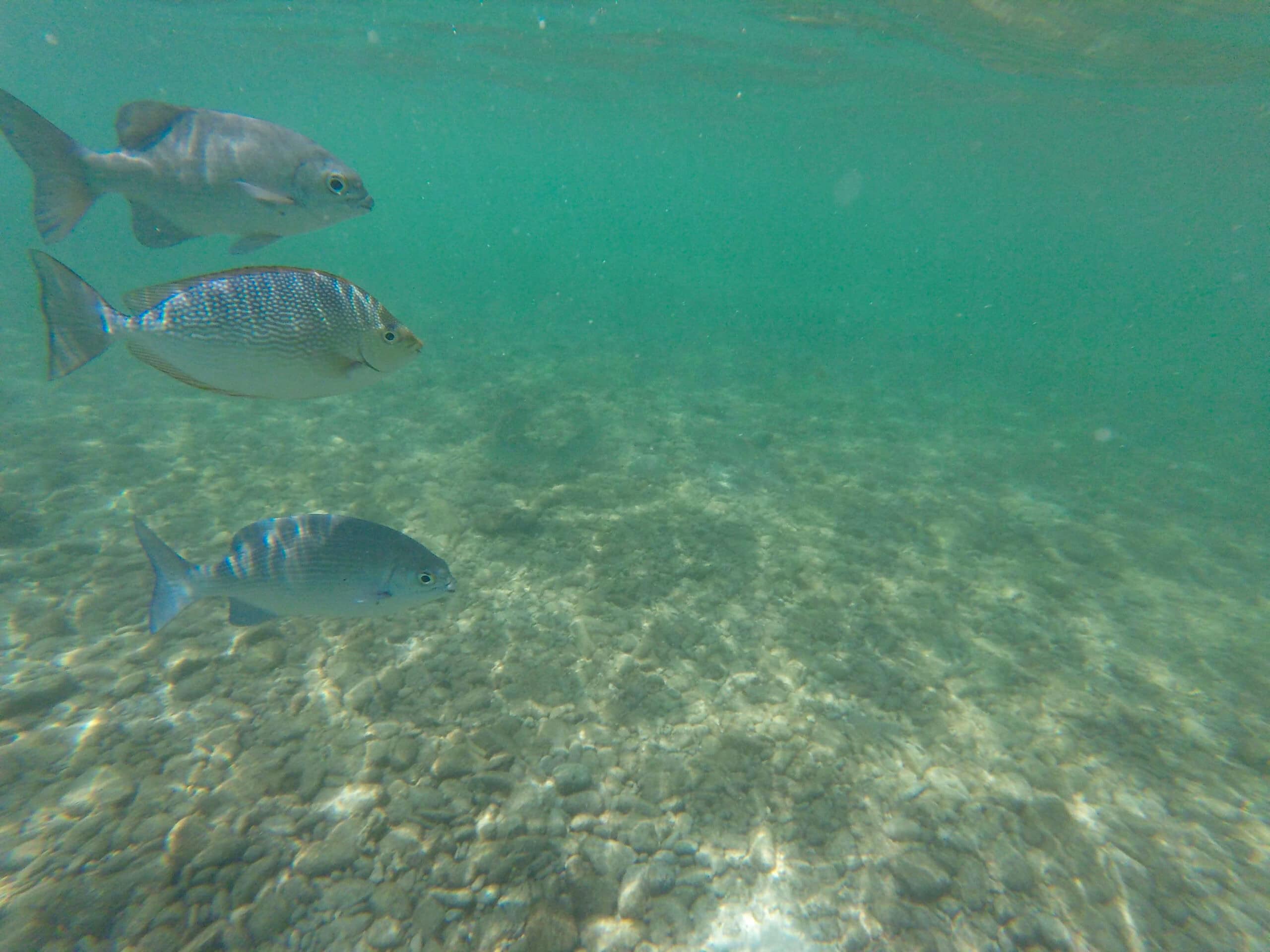 Best Langkawi Snorkeling is at Pulau Payar Marine Park