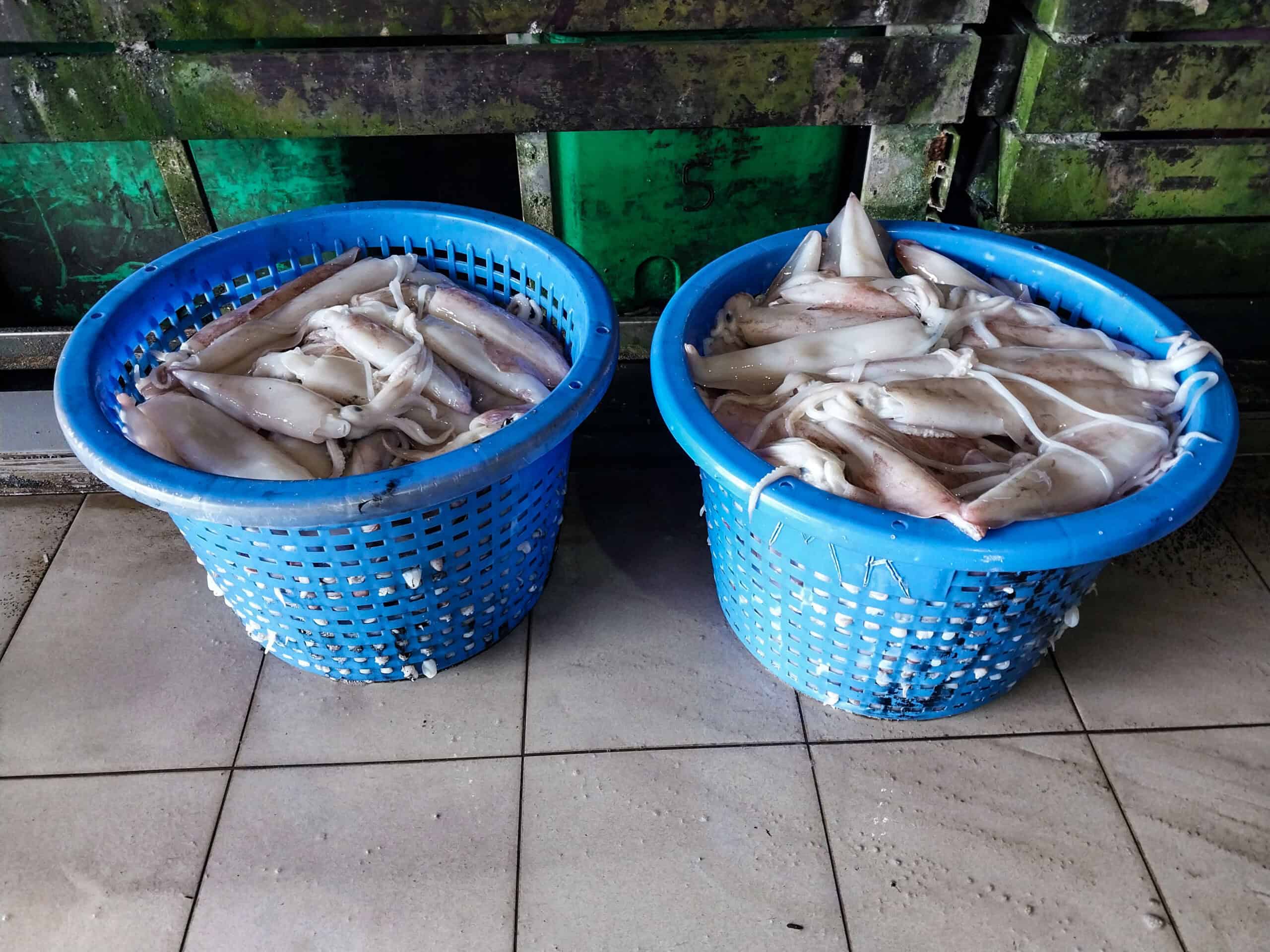 Squid Jigging in Terengganu