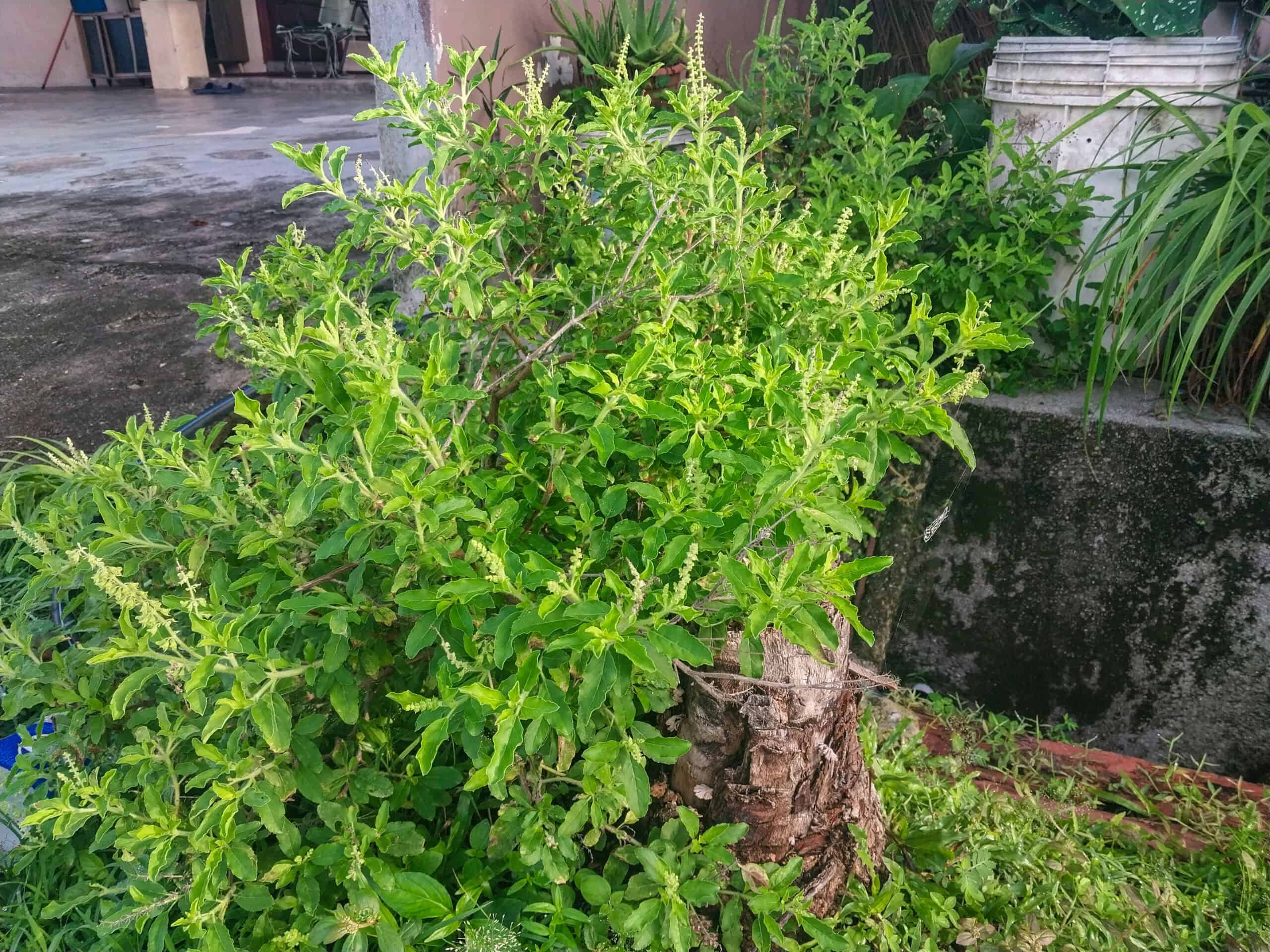 Kampung Walks in Langkawi: 20 Local Plants Worth Slowing Down For