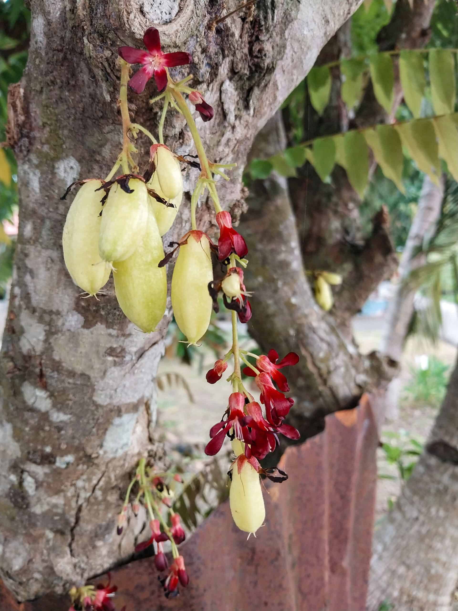 Kampung Walks in Langkawi: 20 Local Plants Worth Slowing Down For